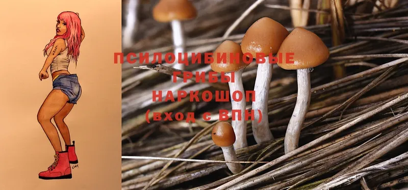 mega tor  Калачинск  Псилоцибиновые грибы Psilocybine cubensis 